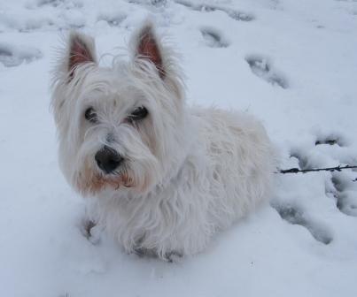 Hi there, my name is Spetzi!